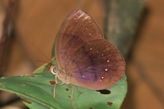 Faunis canens arcesilas