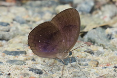 Faunis canens arcesilas