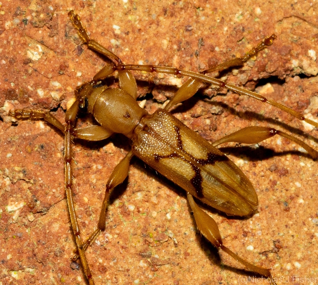 Bethelium affine