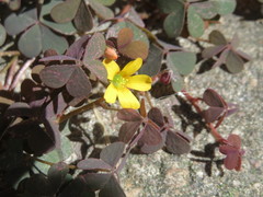 Oxalis corniculata