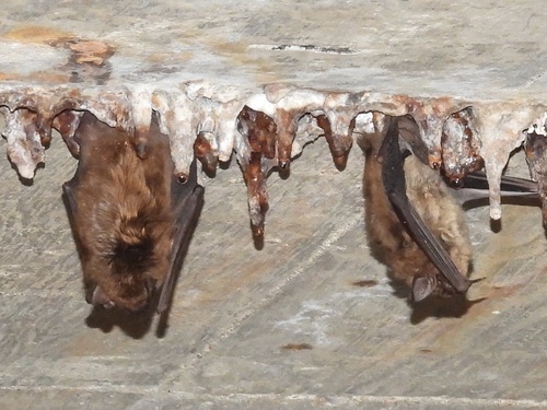 Big Brown Bat photographed in Oklahoma