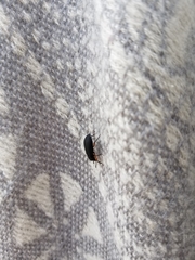 Haplandrus fulvipes
