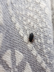 Haplandrus fulvipes