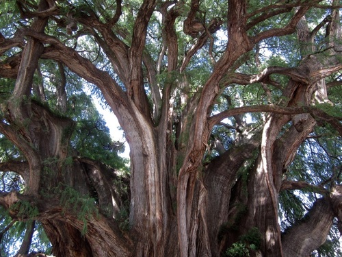 Image of Taxodium mucronatum by no rights reserved