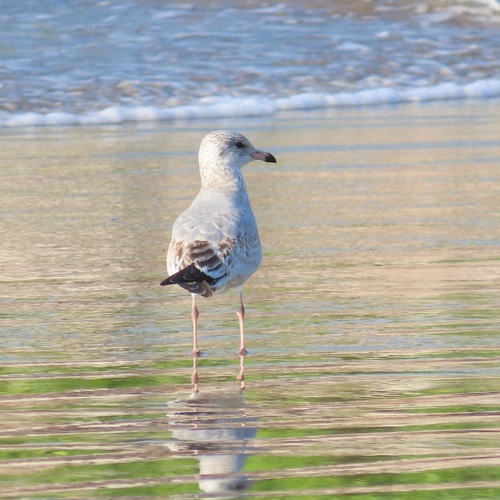 Ring-billed Gull (Larus delawarensis)