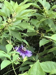 Passiflora incarnata × cincinnata
