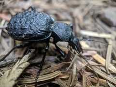 Cychrus tuberculatus