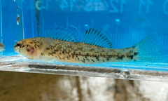 Shawnee Darter photo 4