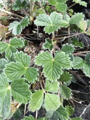 Potentilla villosa