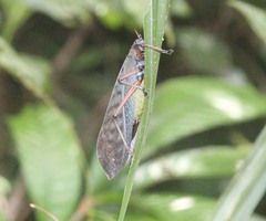 Typhoptera siamensis