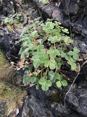 Potentilla villosa