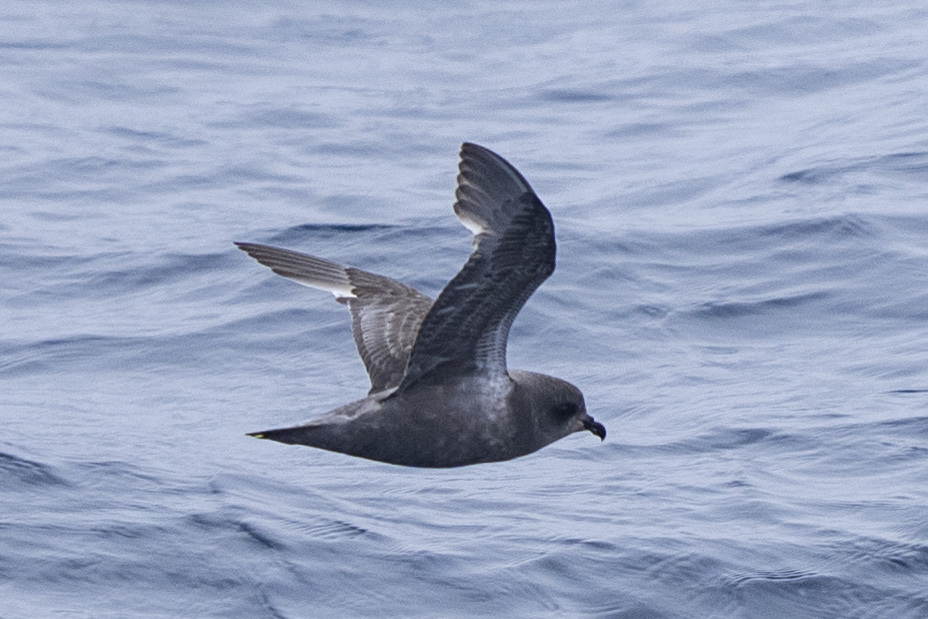 Kerguelen Petrel photo