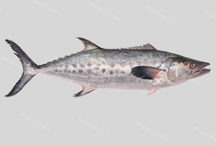 Chinese Seerfish photo 1