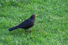 Turdus merula
