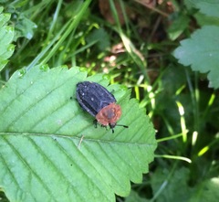 Oiceoptoma thoracicum