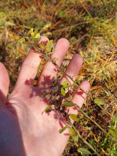 Image of Lespedeza stuevei by no rights reserved