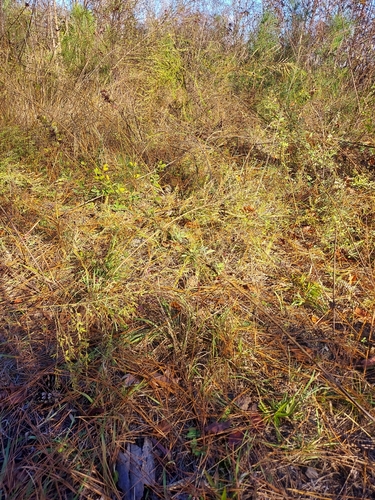 Image of Lespedeza stuevei by no rights reserved