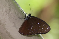 Euploea mulciber mulciber