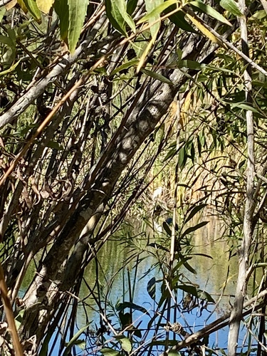 iNaturalist observation photo of Snowy Egret