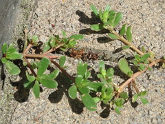 Portulaca oleracea