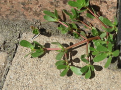 Portulaca oleracea