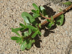 Portulaca oleracea