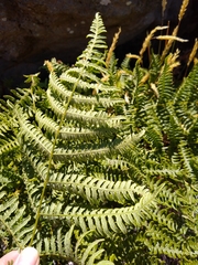 Pteridium aquilinum decompositum