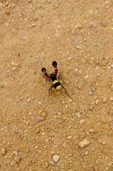 Stegodyphus tibialis