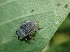 Rhyssomatus lineaticollis