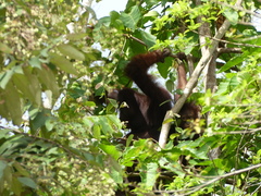 Pongo pygmaeus
