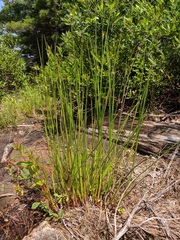 Juncus militaris