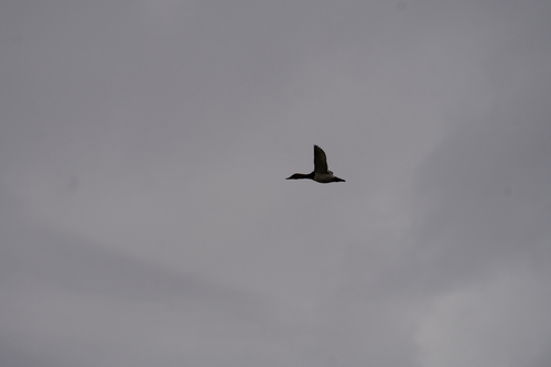 iNaturalist observation photo of Canvasback