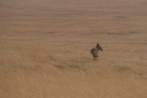 iNaturalist observation photo of Coyote
