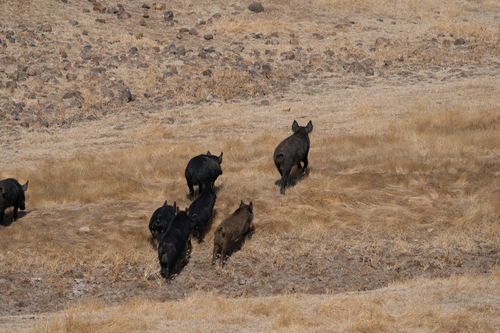 iNaturalist observation photo of Wild Boar
