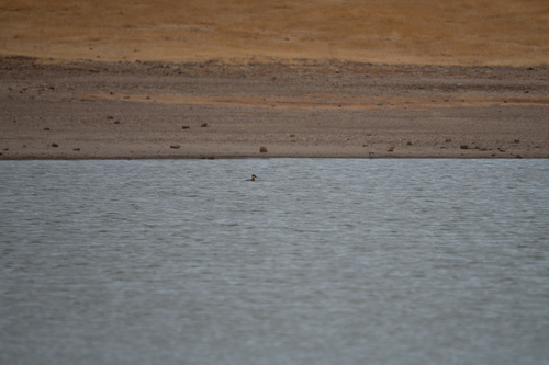 iNaturalist observation photo of Ruddy Duck