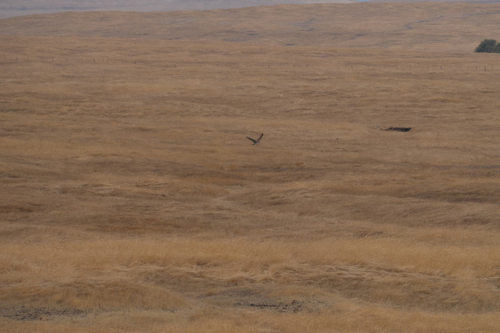 iNaturalist observation photo of Cooper's Hawk