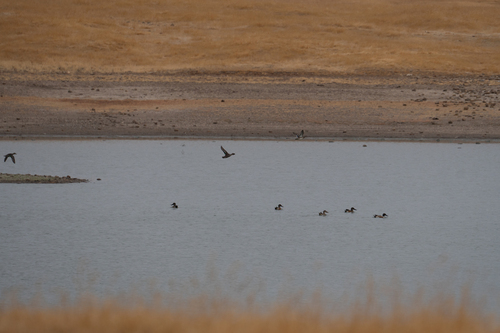 iNaturalist observation photo of Northern Shoveler