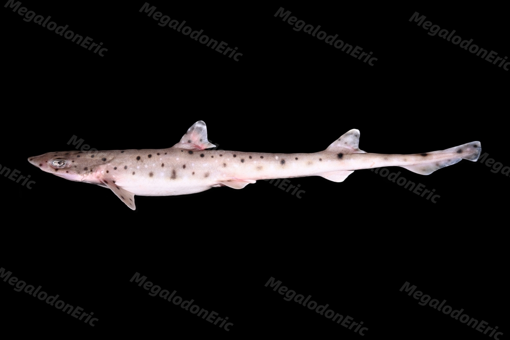 Graceful Catshark