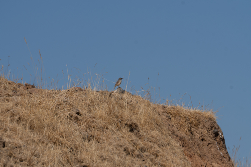 iNaturalist observation photo of Rock Wren