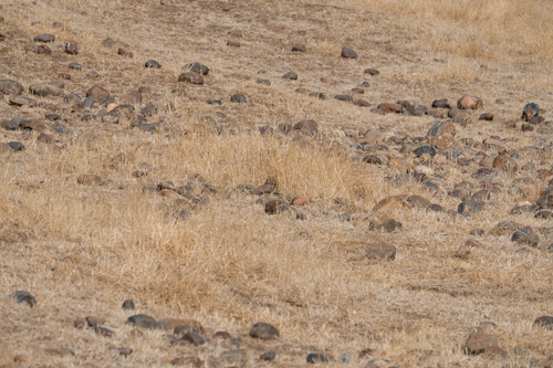 iNaturalist observation photo of Burrowing Owl
