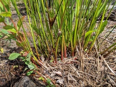 Juncus militaris