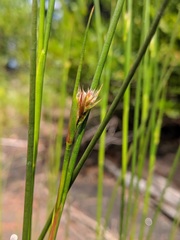 Juncus militaris