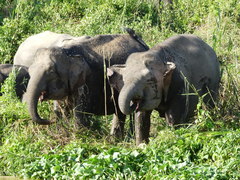Elephas maximus borneensis