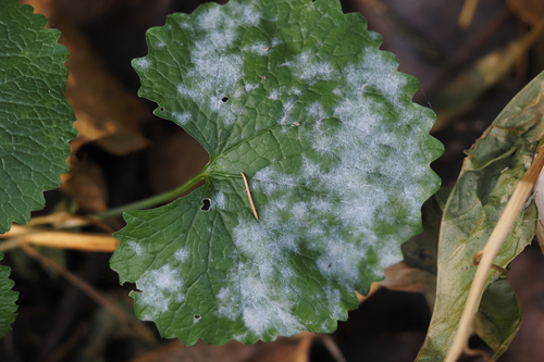 Erysiphe alliariicola