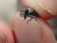 Rhyssomatus lineaticollis