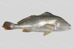 Chu's Croaker photo 1