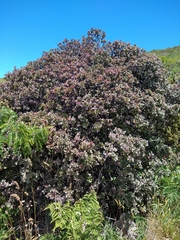 Santalum haleakalae