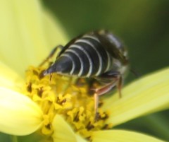 Coelioxys sayi