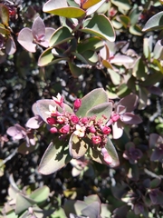 Santalum haleakalae