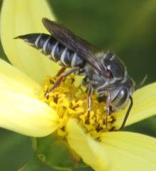 Coelioxys sayi
